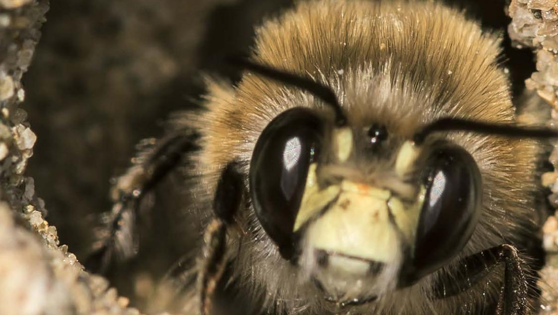 Wunderwelt der Bienen im Naturmuseum Thurgau